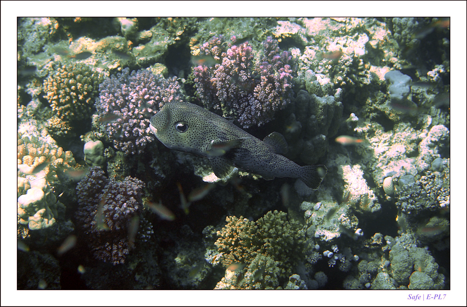 Hurghada - Juillet 2021 - 068